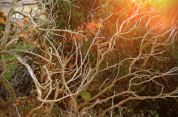 The Burning Bush