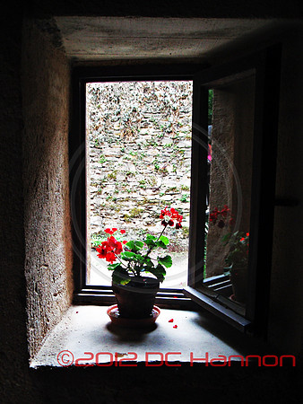 French Geraniums