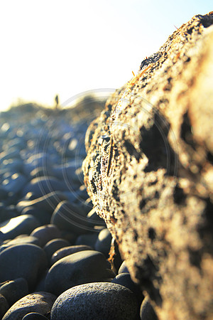 texture drift wood blurred figure beach pebbles