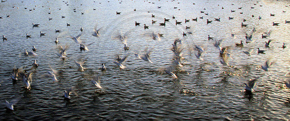 birds flight duck pond blur motion gulls ducks